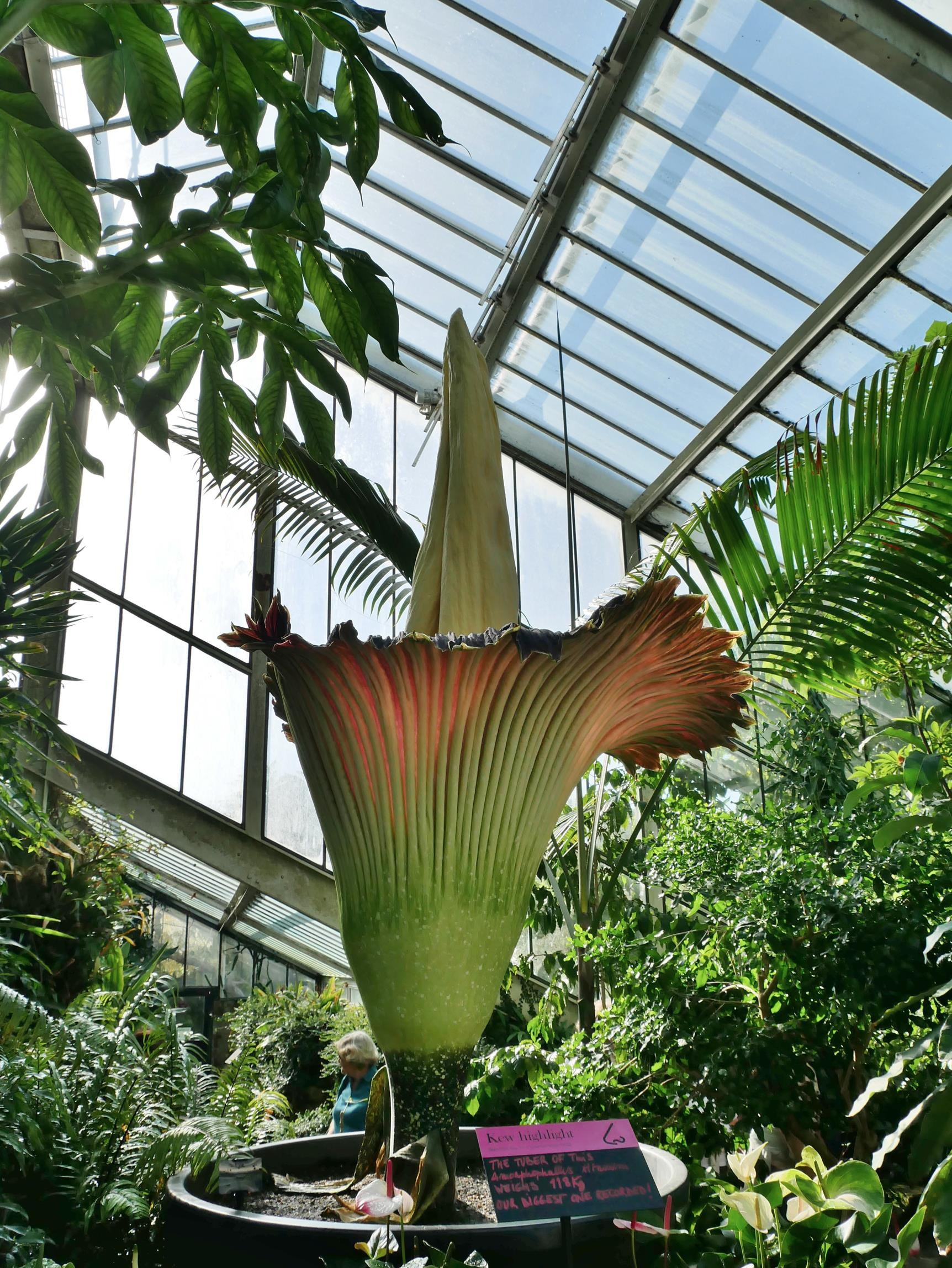 A rare chance to see Amorphophallus titanum (the corpse flower) in flower at Kew Gardens